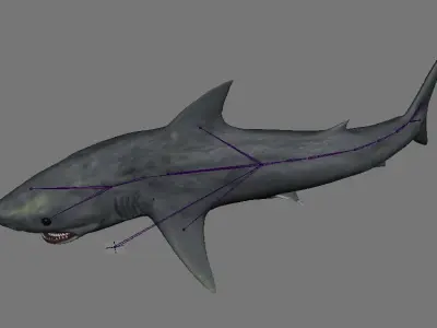 Great White Shark rigged 1 3D model