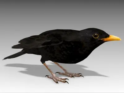 Blackbird bird Low-poly 3D model