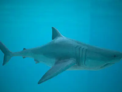 Shark two sharks swimming in ocean Low-poly 3D model