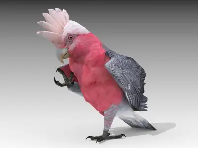 Galah cockatoo in flight - cockatoo in flight Low-poly 3D model
