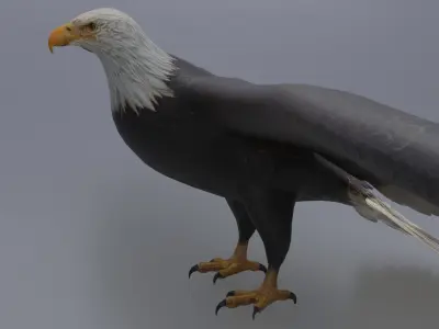 Eagle Low-poly 3D model