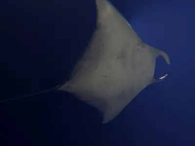 Realistic Giant Manta Ray - Mobula birostris 3D model