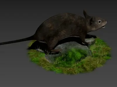 rats rat roddents mammals animal mouse cute pet fur lab 3D model