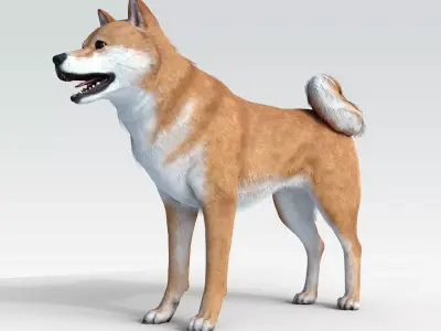 Dog Shiba Ini with Fur - Rigged Low-poly 3D model