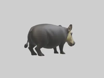 Brazilian Tapir resting model 3D model