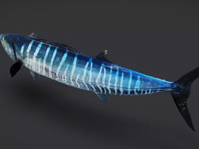 Wahoo Animated 3D model