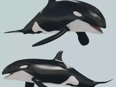 Killer Whale 8K- 3d animated 3D model