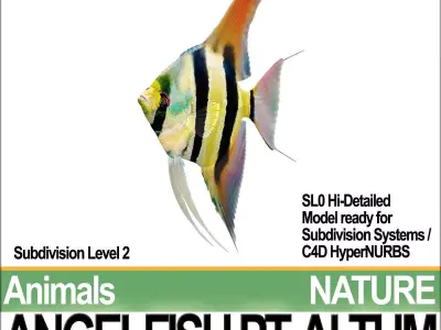 Angelfish Pt Altum 3D model