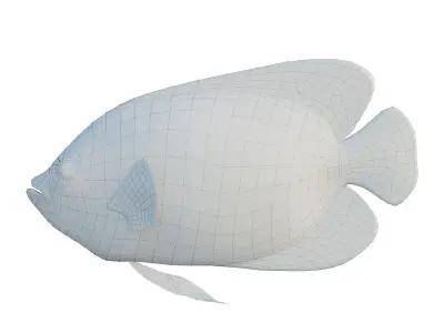 Blue girdled Angelfish set 02 Low-poly 3D model