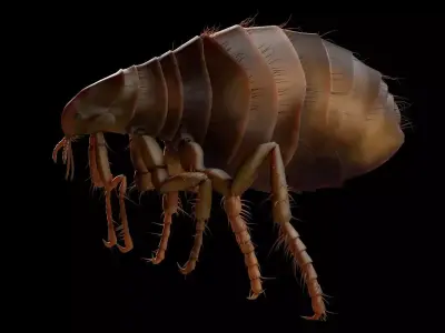 Flea Insect Low-poly 3D model