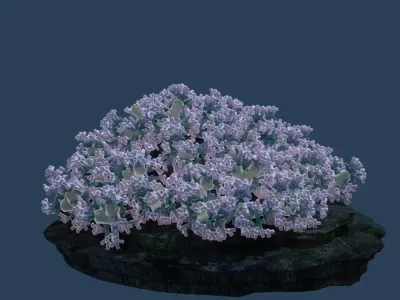 Coral flowers on rock 3D model