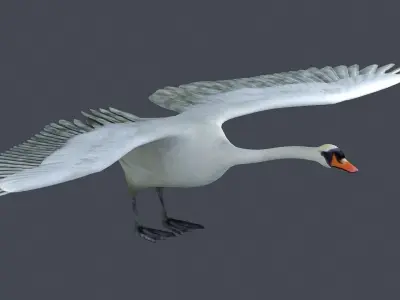 swan bird wildlife nature feather elegant white spread  3D model