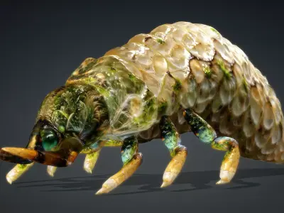 Larval-V1d 3D model