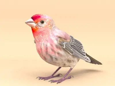 3D Bird Pack House Finch Male and Female Low-poly 3D model Low-poly 3D model