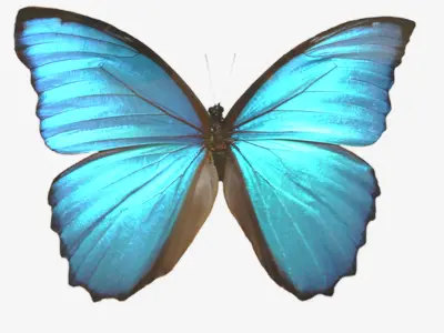 Butterflies butterfly Low-poly 3D model