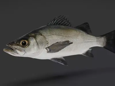 Realistic Blackfin Seabass Animated 3D model