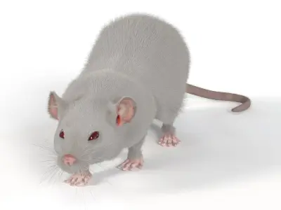 Realistic White Rat with Fur Rigged 3D model
