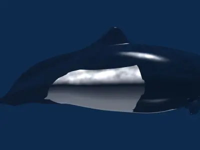 Porpoise orca whale 3D model
