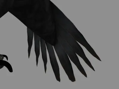 Pileated Woodpecker Animation and Rigging 3D model