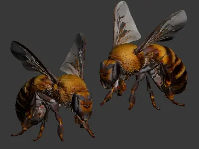 insect 3D model