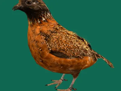 Masked Bobwhite Quail Bird Animal Low-poly 3D model