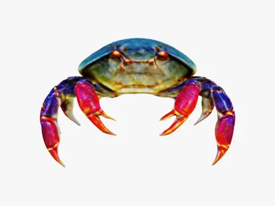 Sea Crab Free 3D model