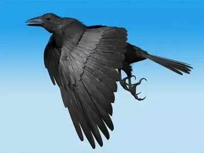 CROW - Fully Rigged For Max 3D model