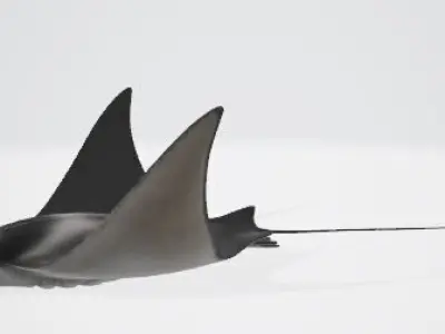 High-Quality Mobula Rays 3D Model Low-poly 3D model