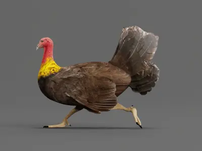 Australian brush turkey bird  Low-poly 3D model