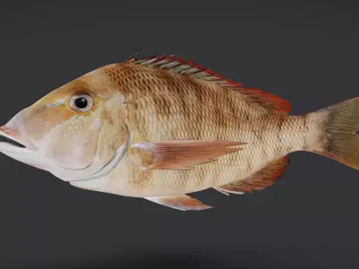 Emperor fish - Lethrinidae Animated 3D model