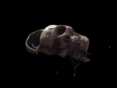 Broken Skull with Spider webs 3 3D model