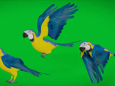 Macaw Ara Parrot Low-poly 3D model