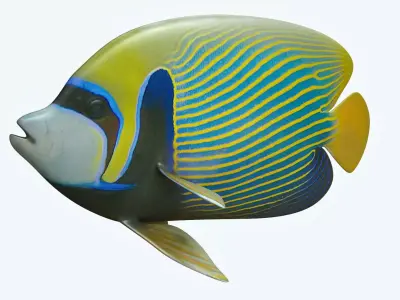 Emperor Angle Fish 3D model