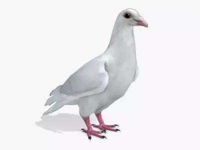 White Dove Low-poly 3D model