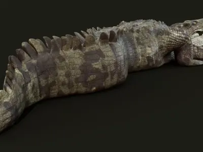 Crocodile Rigged 3D model