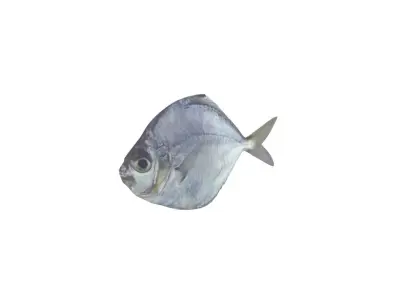 Pony Fish Low-poly 3D model