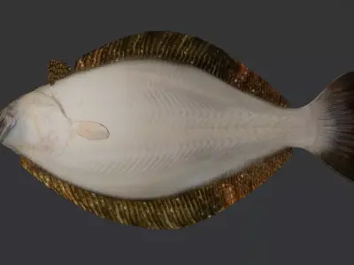 Realistic Flounder Animated 3D model