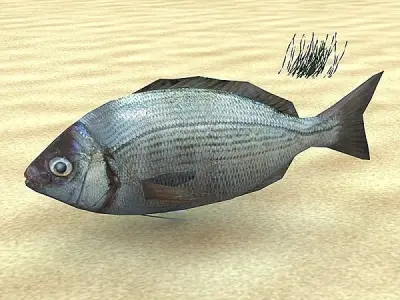 Adriatic sea fish collection Low-poly 3D model