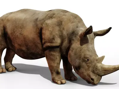 Rhino rhinoceros 3D model