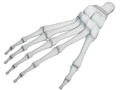 Detailed Animal Foot Bones 3D model