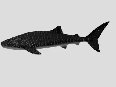 WhaleShark Realistic Animated Low-poly 3D model