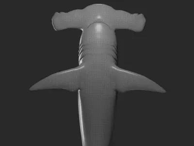 hammerhead shark base mesh obj 3D model