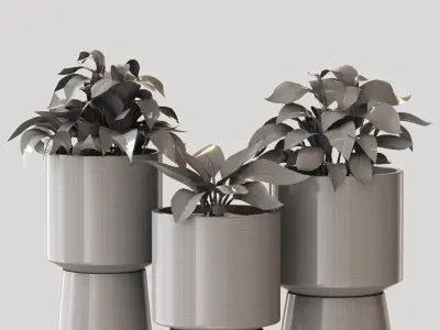 Red Aglaonema 01 3D model