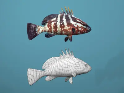Nassau Grouper Low-poly 3D model