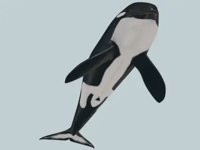 Killer Whale 8K- 3d animated 3D model