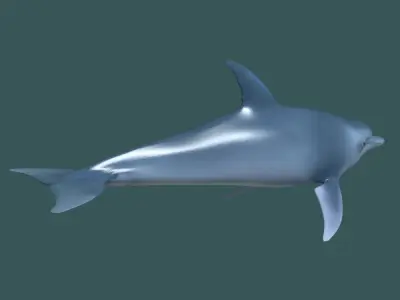 Dolphin - 3D model