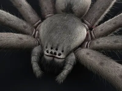 Huntsman Spider Low-poly 3D model