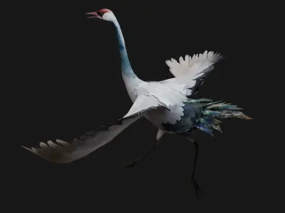 Crane Bird A5 3D model