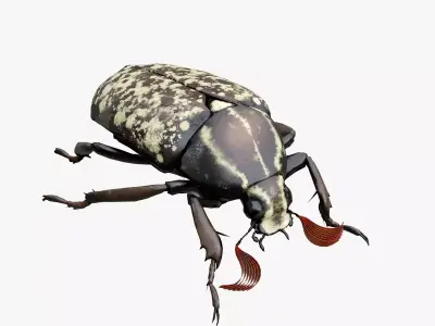 Cockchafer June Beetle May Beetle Polyphylla Laticollis Low-poly 3D model