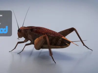 Cricket 3D model